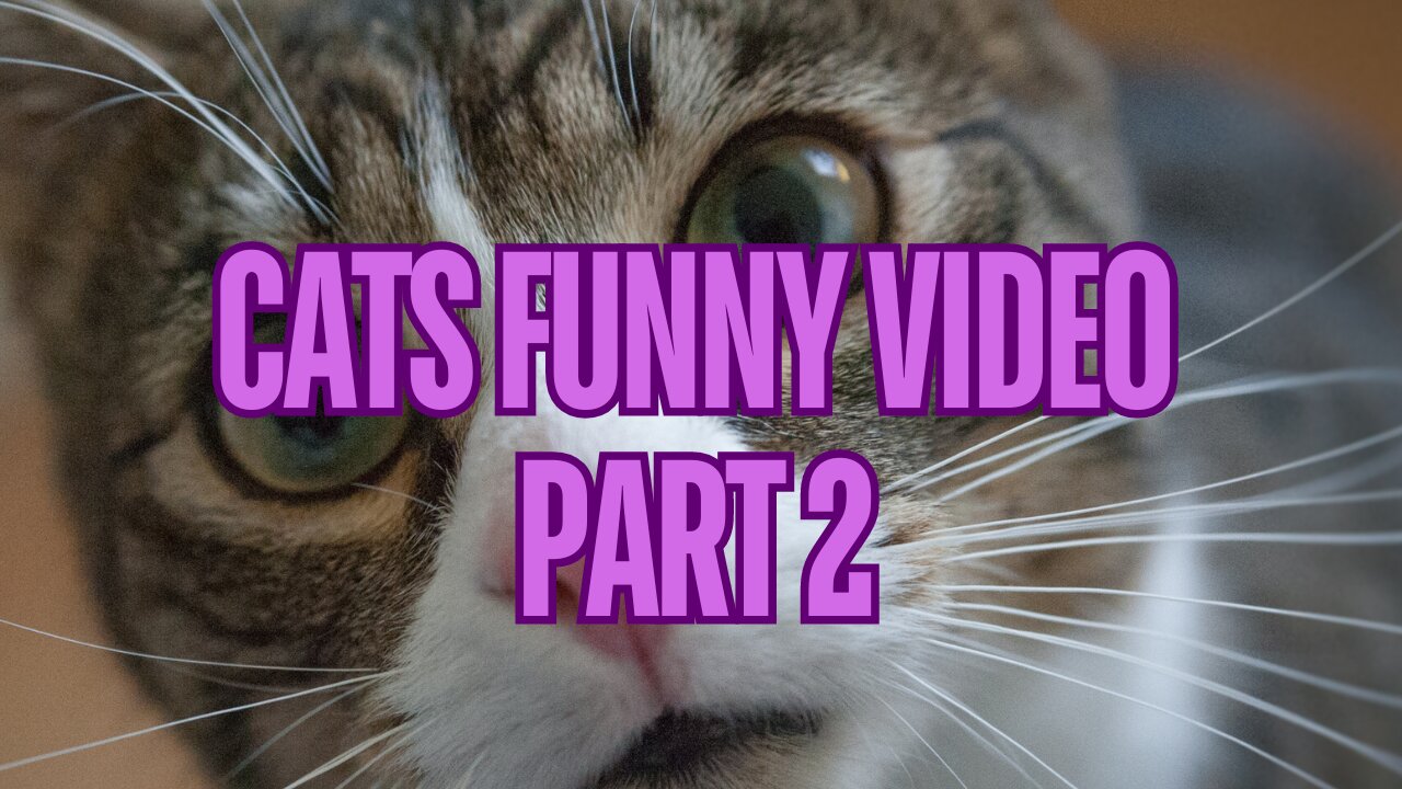 Cats Funny Video part 2 #cats