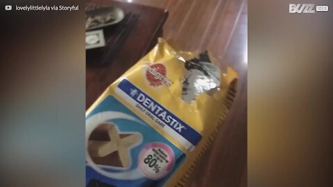 Un husky vole des friandises et se fait attraper