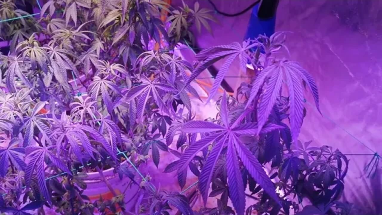 Another Look in The Tent With Another Camera witch is Better 🤷 Strains Breed by Me Newly created.