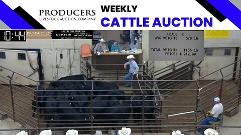 6/8/2023 - Producers Livestock Auction Company Cattle Auction