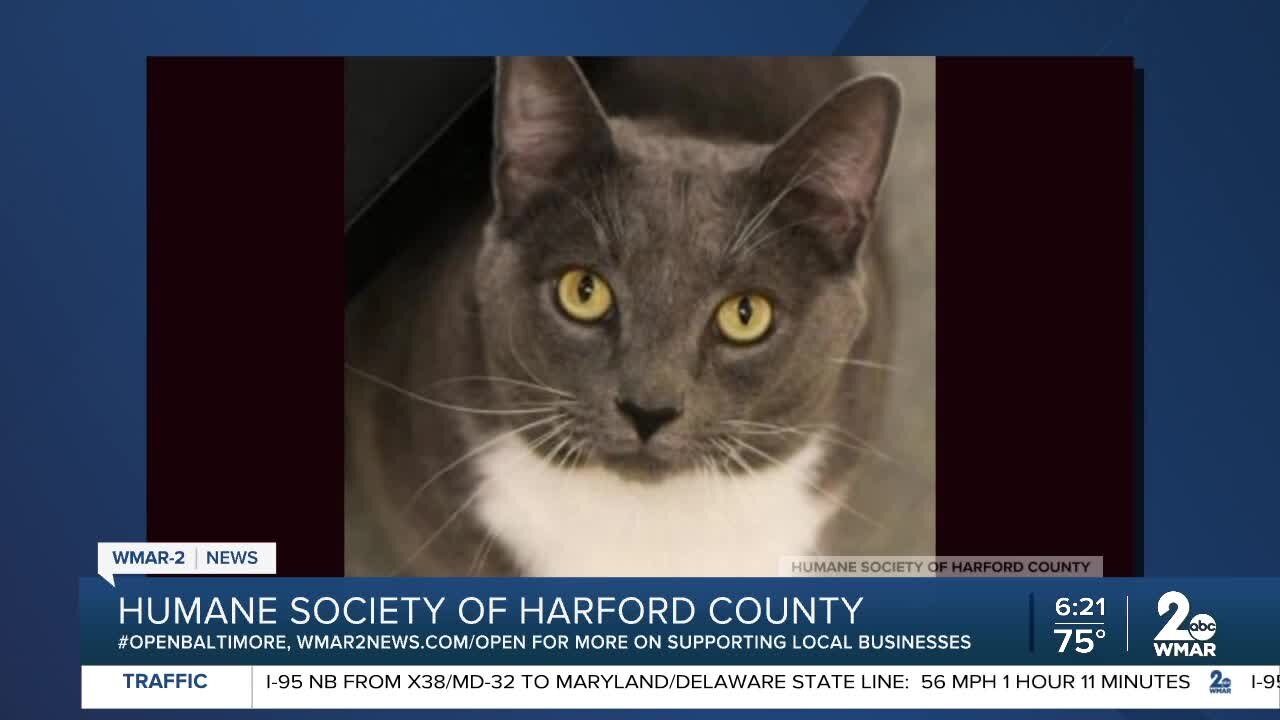 Grayson the cat is up for adoption at the Humane Society of Harford County