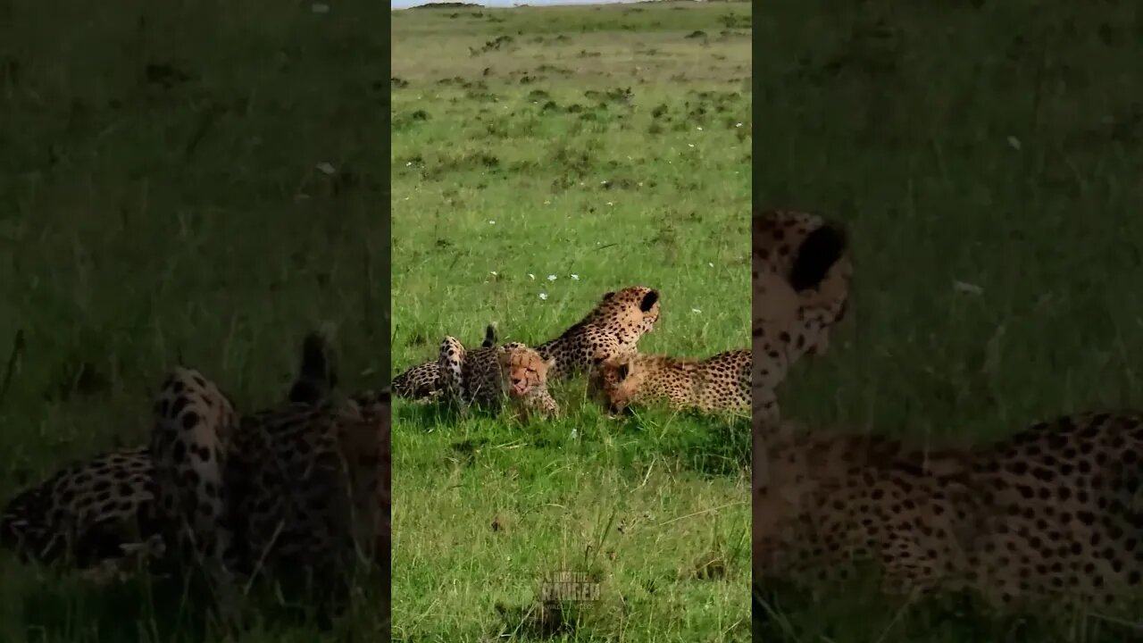 Cheetah Family Feast #shorts | #ShortsAfrica