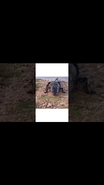 onilthegreat #shorts