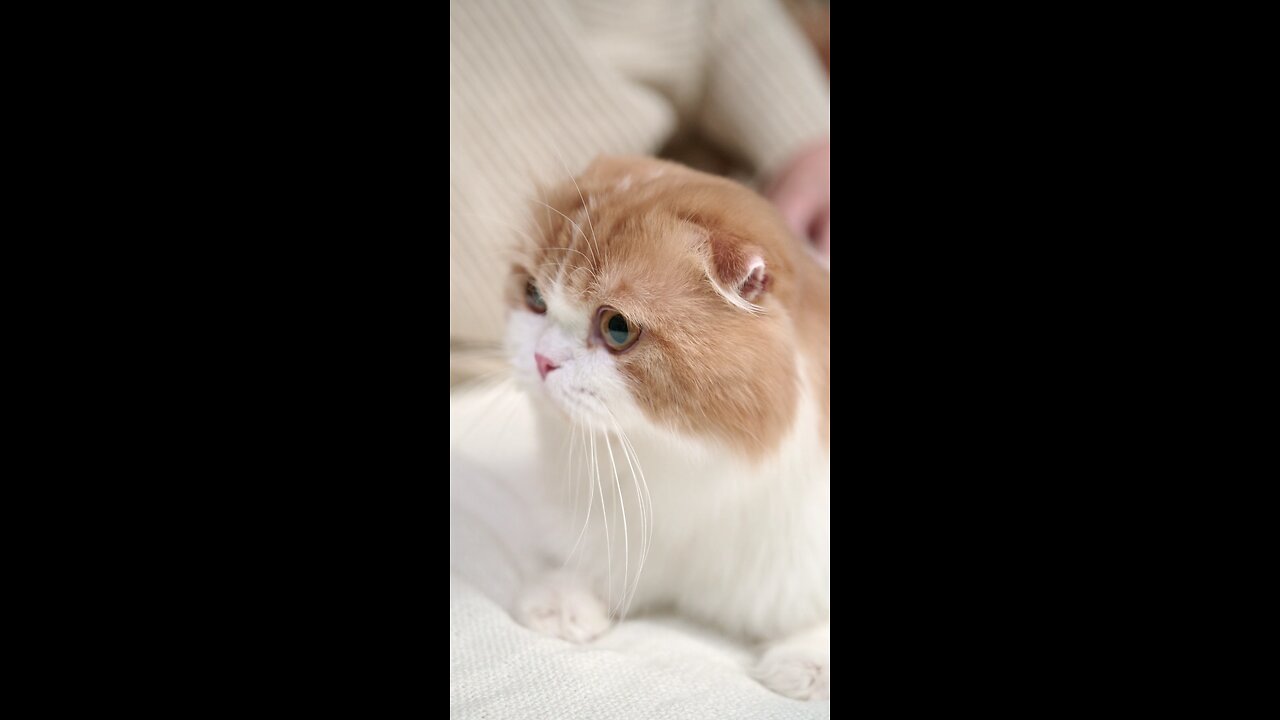 cute cat