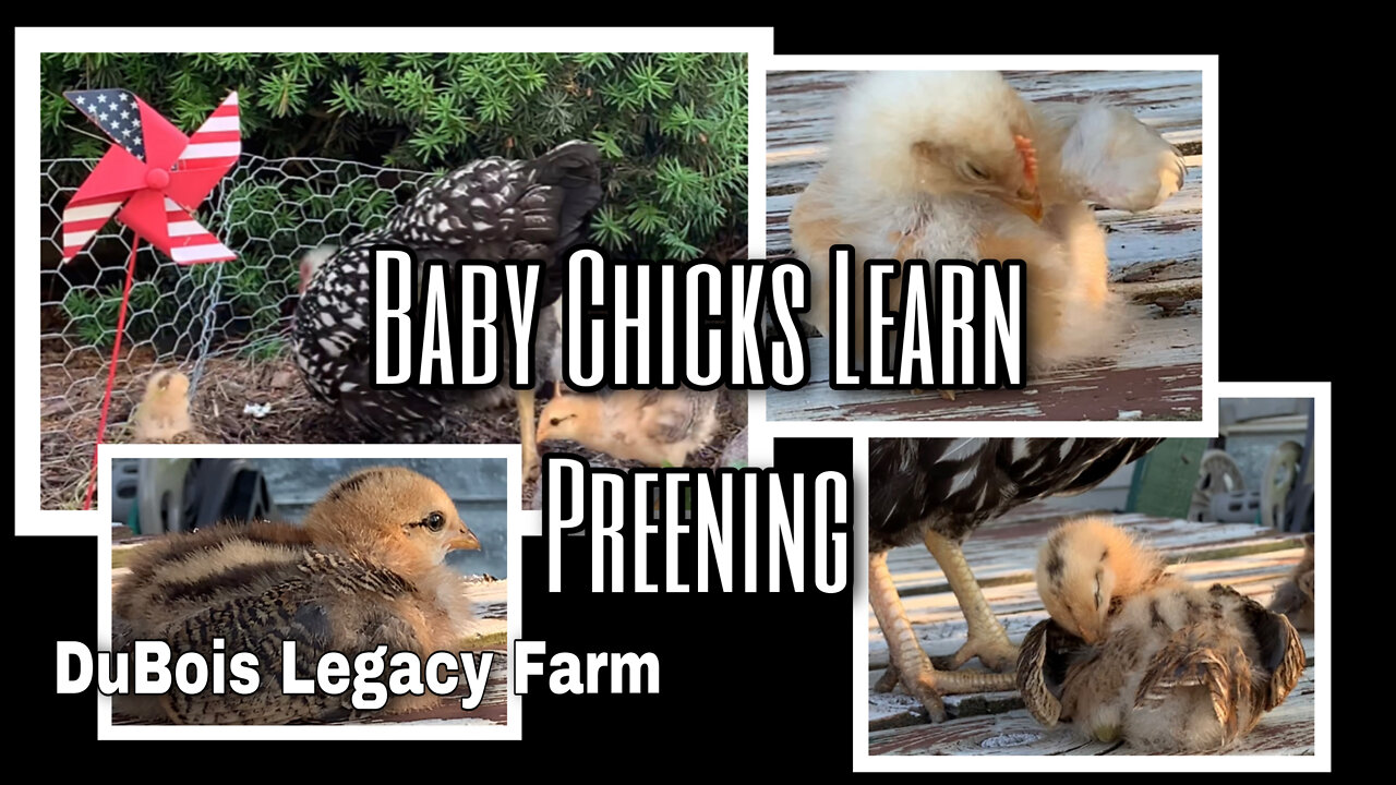 18 Day Old Baby Chicks Learn to Preen Their Brand New Feathers