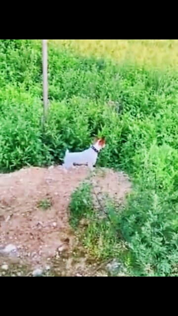 cute & funny dog -tik tok funny dog #shorts