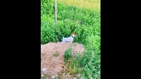 cute & funny dog -tik tok funny dog #shorts