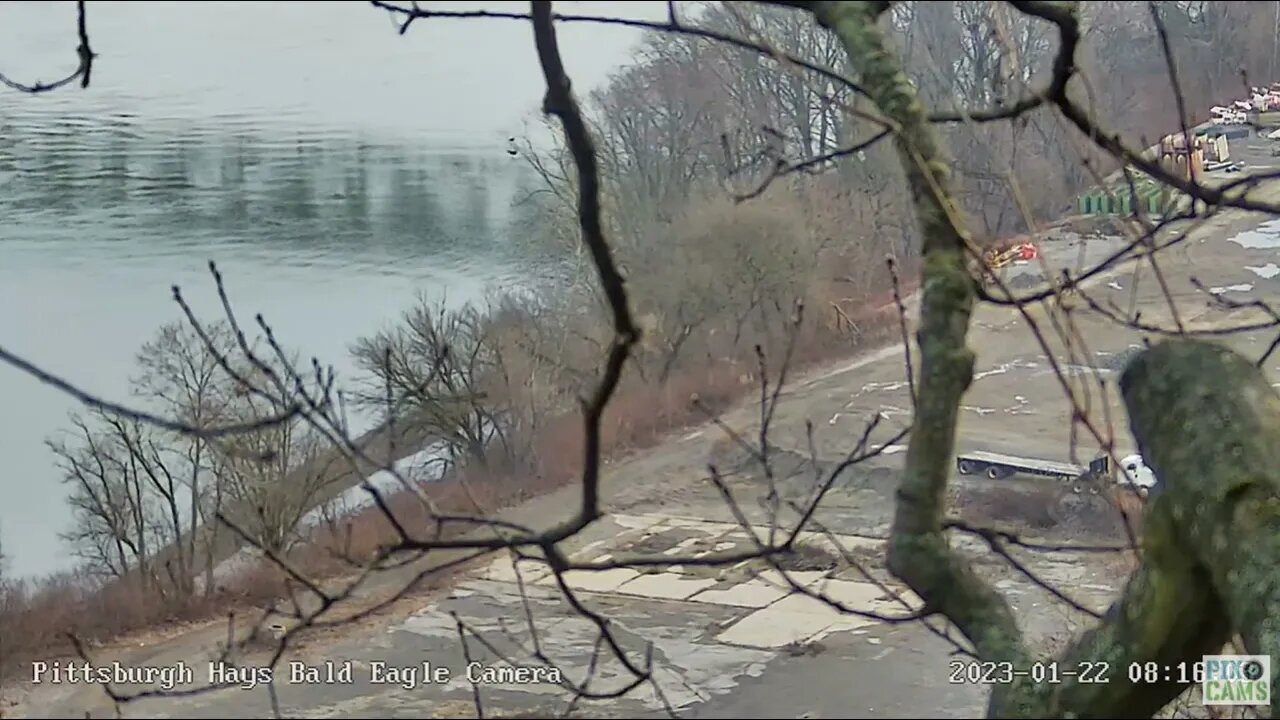 Hays Eagles Mom and Dad flying above the Monongahela River and Perch 2023 01 22 816 265