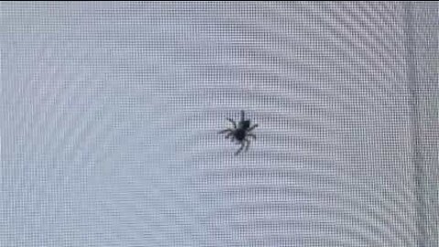 Spider "moves into" man's TV