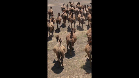 Camels