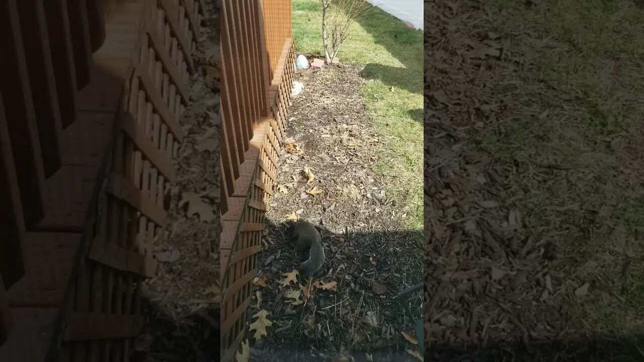 #squirrelplaying