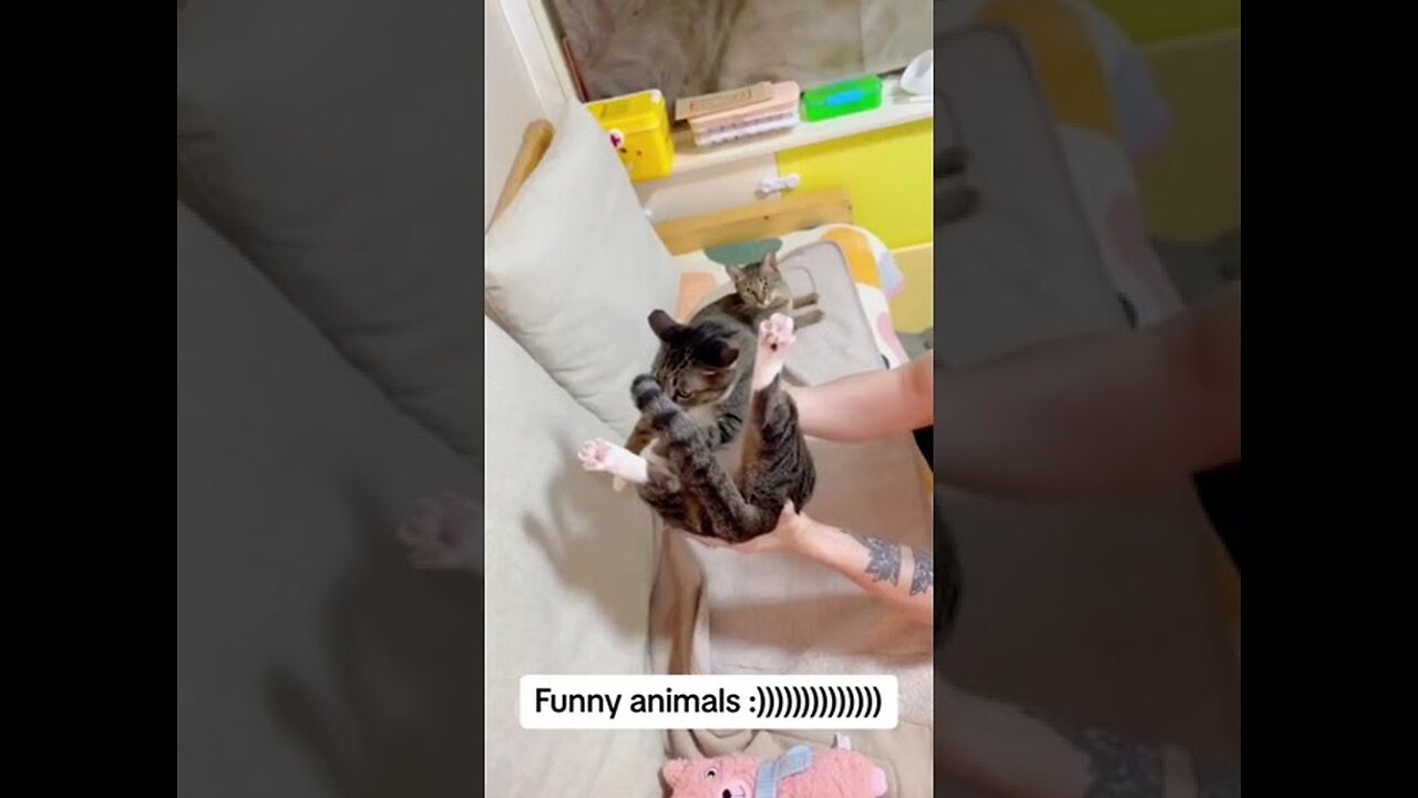 "Funny Animal Moments: All The Best İn One Video".