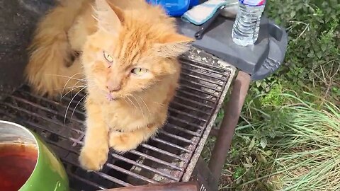 Cat on the BBQ