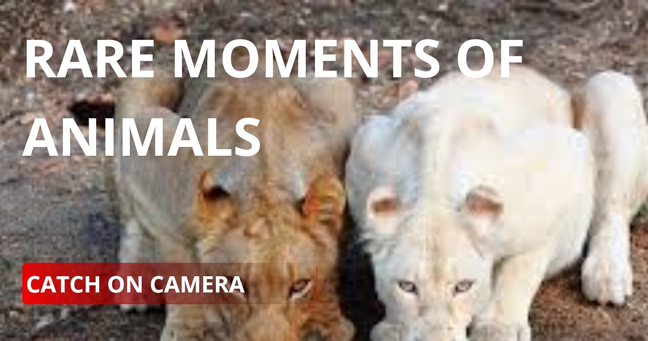 Rare Moments of Animals 😱!!!