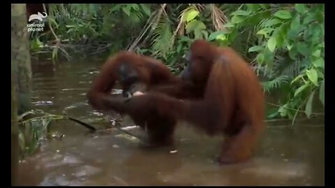 Orangutan fight for dominance while leader Hamlet is trapped