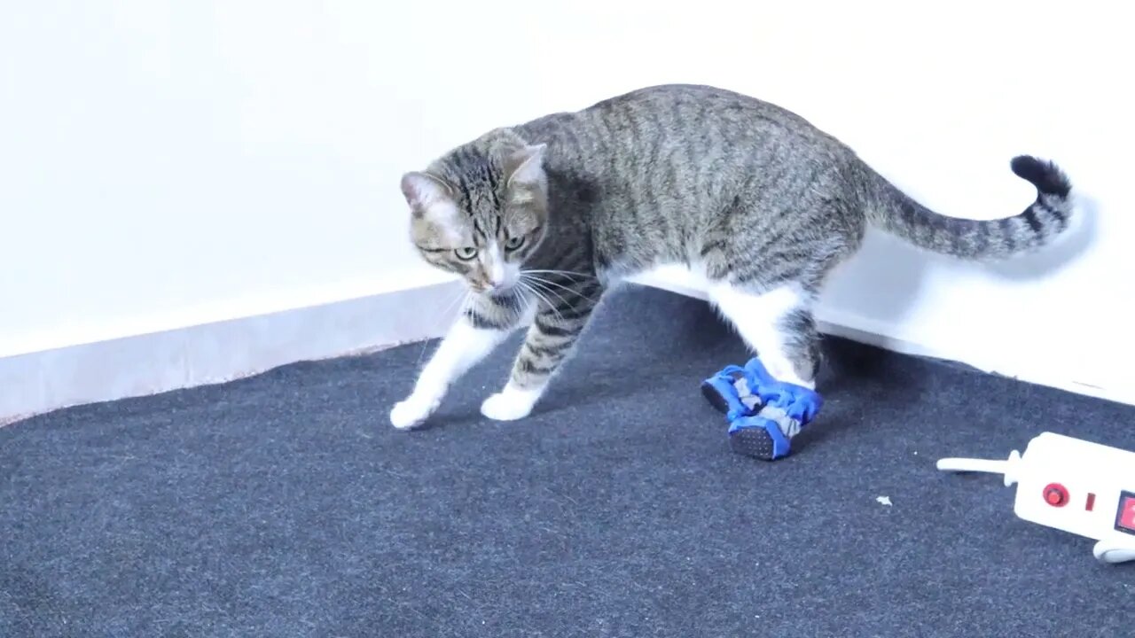 Never Put Shoes on My Paws again!