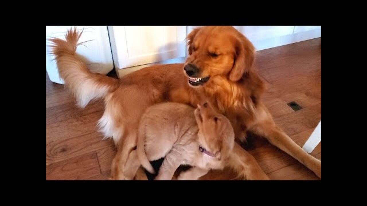 Golden Retriever Dad Tells Daughter Playtime is Over