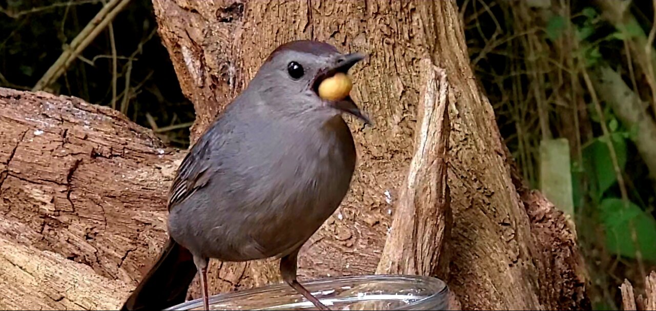 Catbird - Taking Care Of Business