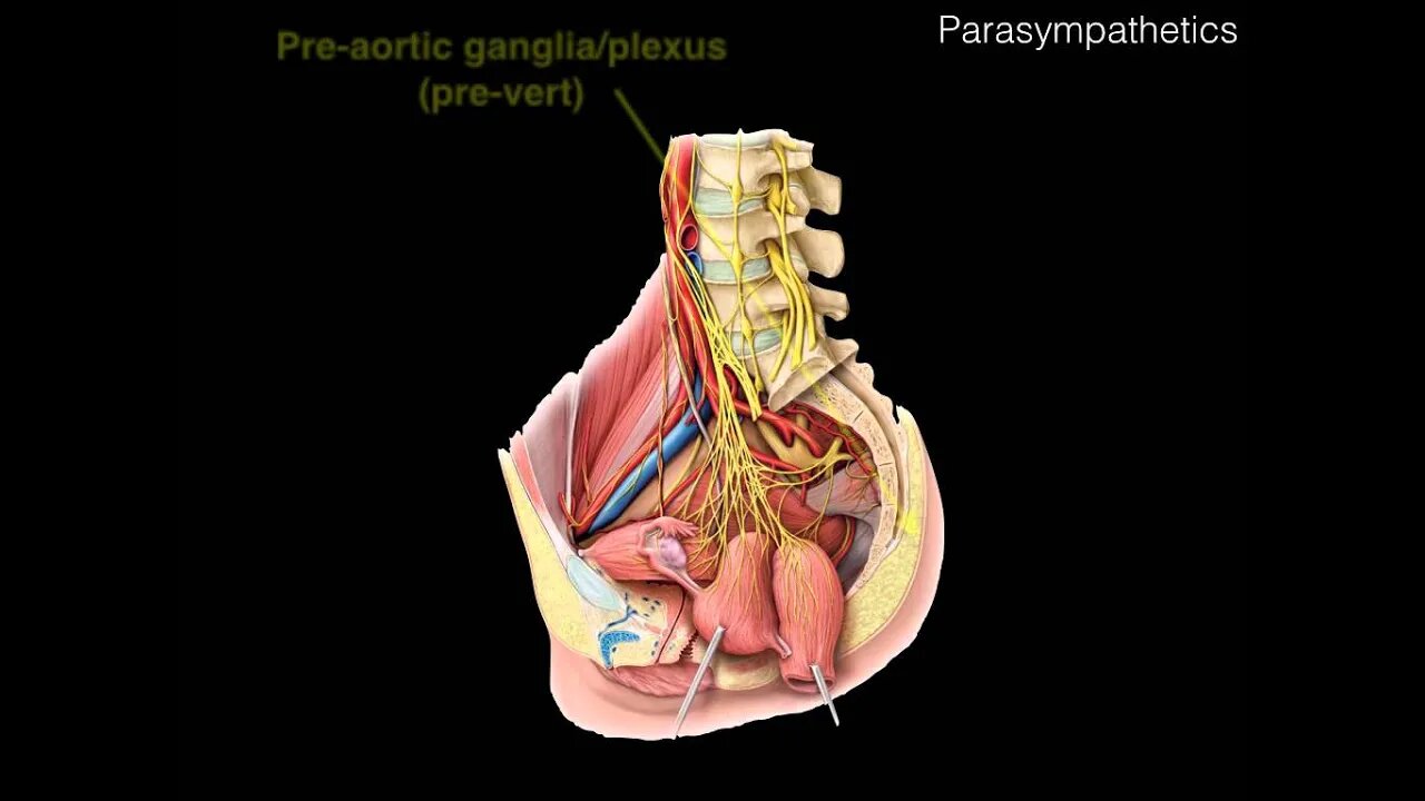 Parasympathetics GI
