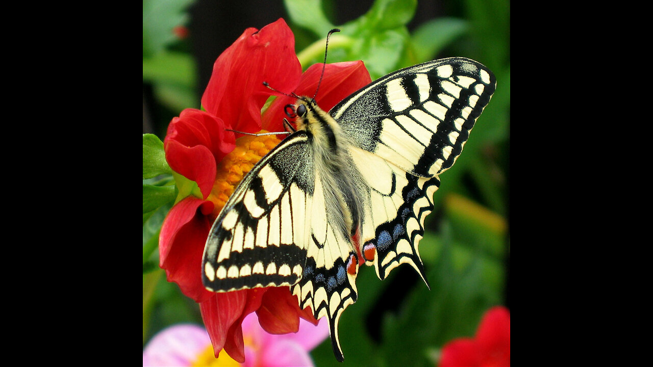 The wonder of butterflies