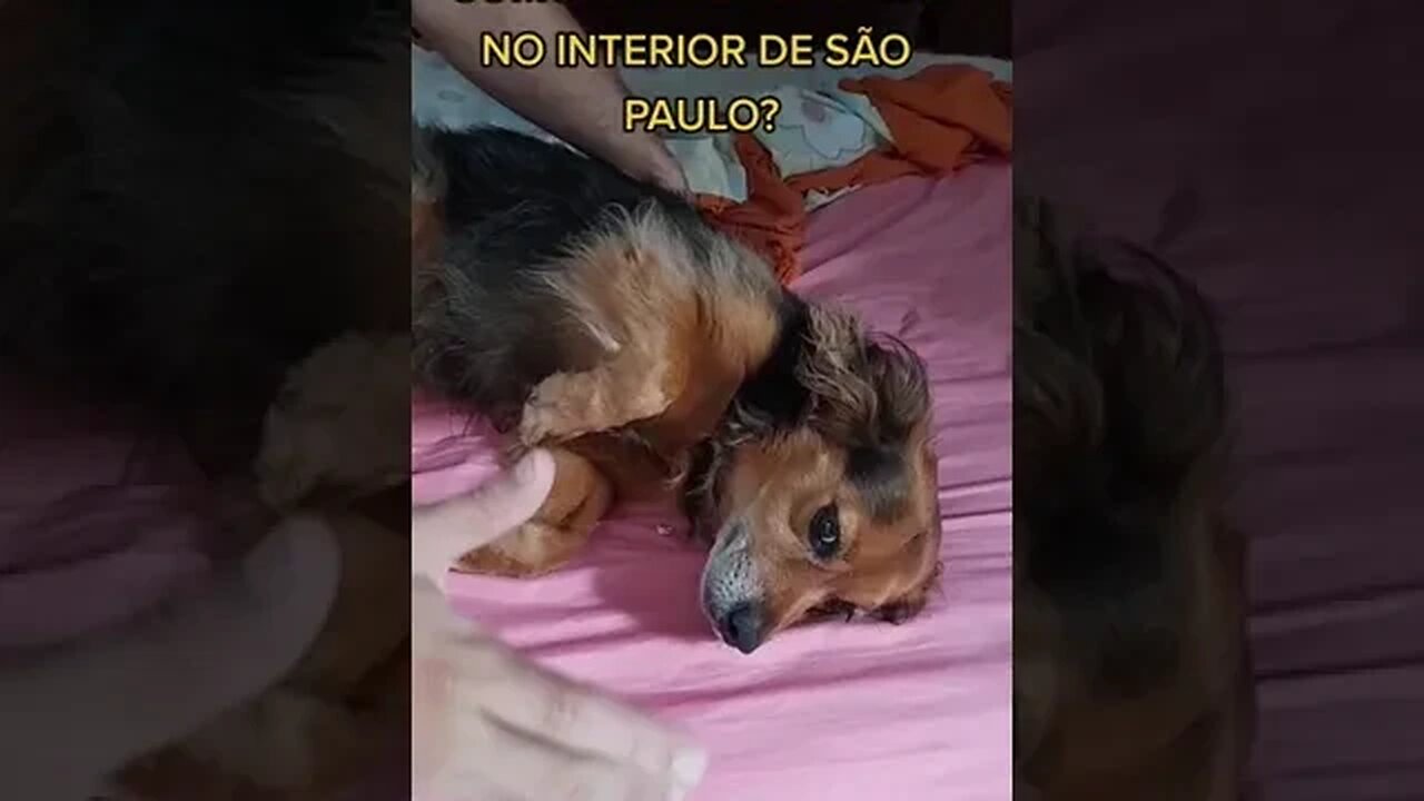 COMO É UM CACHORRO NO INTERIOR DE SÃO PAULO? | #hqscomcafeforadecontexto