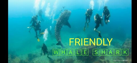 Friendly Whale Shark With Divers