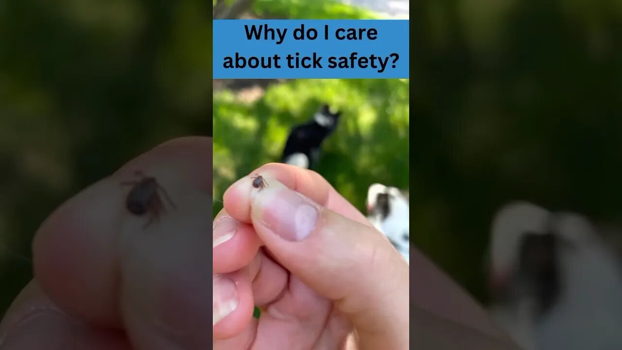 Be Sure To Check Your Dogs For Ticks After An Off-Leash Adventure #shorts #dogshorts