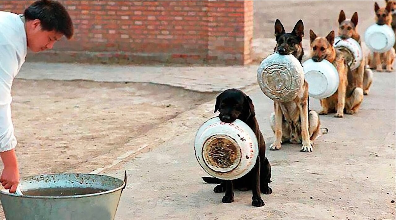 10 Best Trained & Disciplined Dogs in the World!