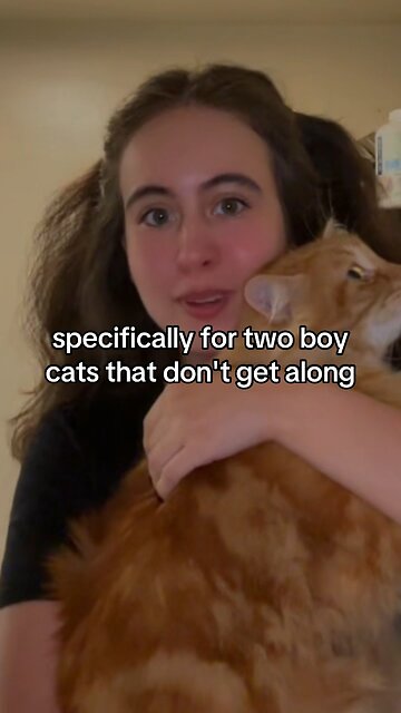 Having two cats mean: #mainecoon #gingercats