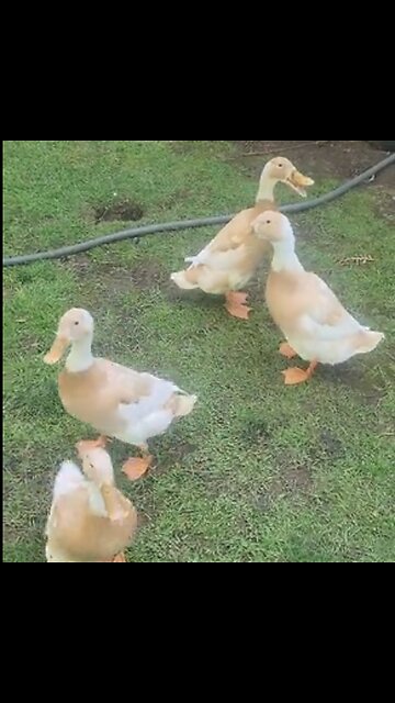 Excited for Grubbies!