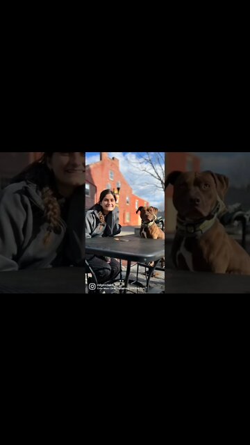 Down Town Dog-Training