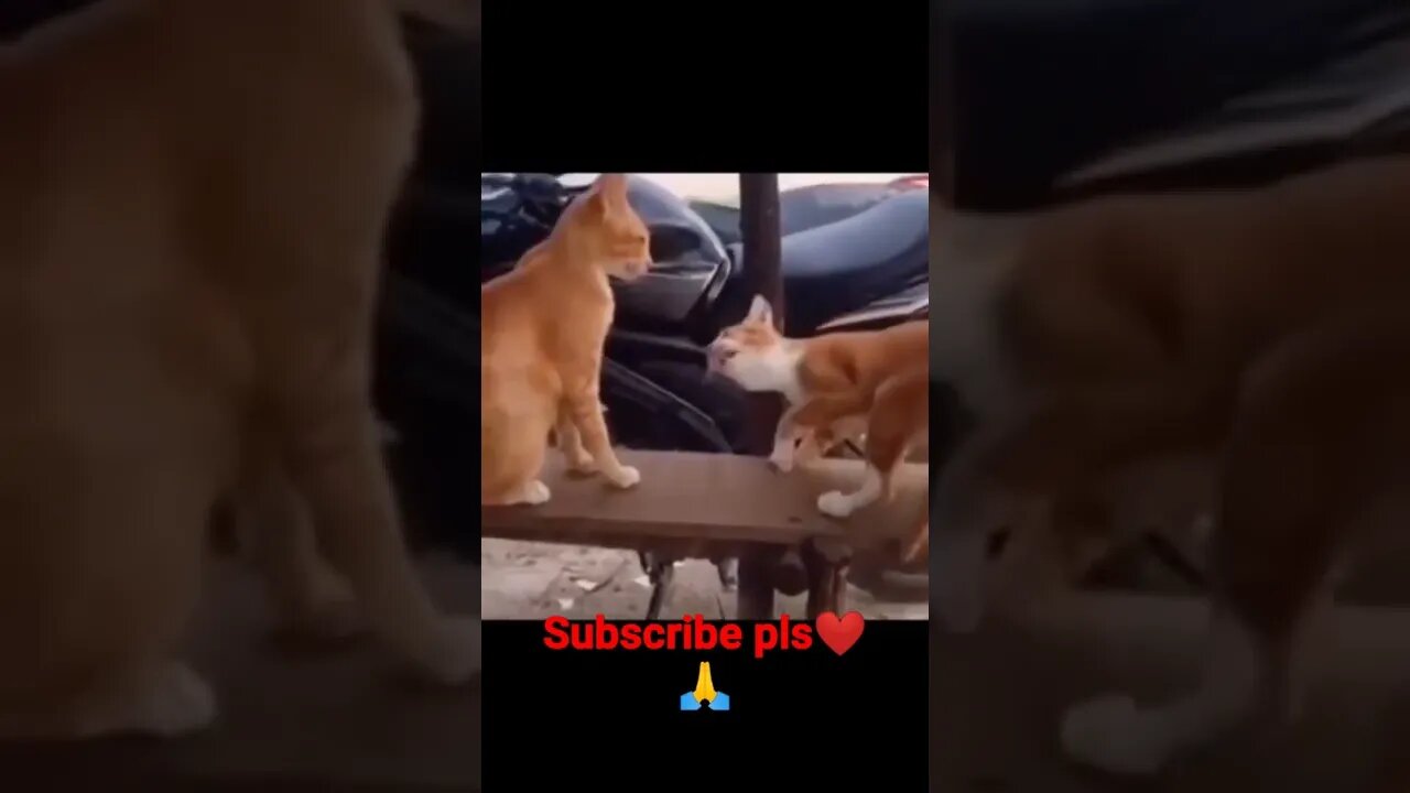 #youtubeshorts funny cat🤣🤣❤️