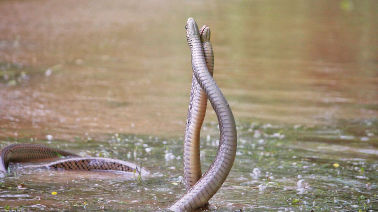 Snake dance | Must watch the video |