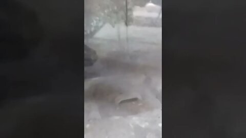 Bird stuck in a stove