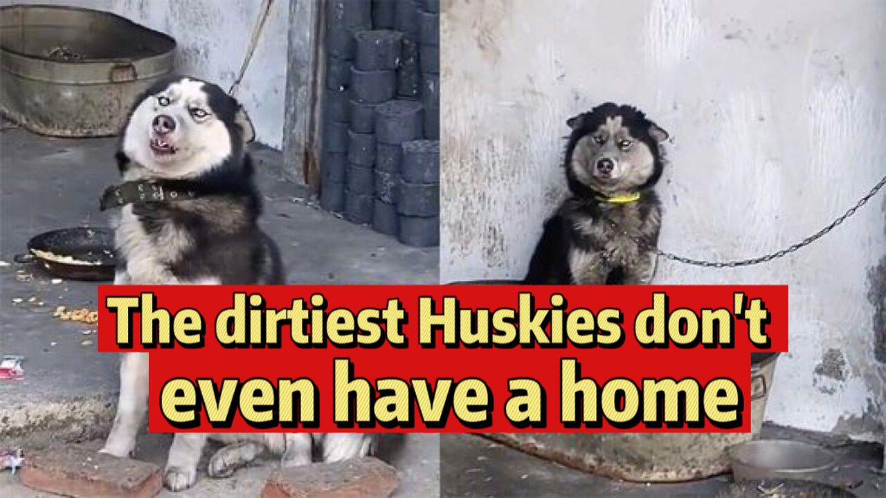 The dirtiest Huskies don't even have a home