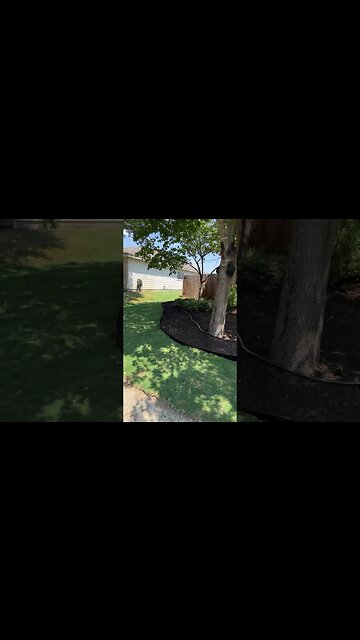 #shorts #viral #tahoma #bermuda #grass #lawn #mowing #dog