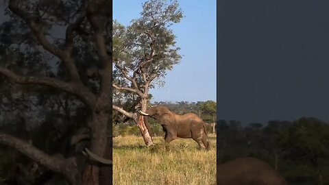 Elephant attack