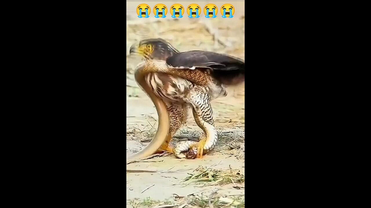 amazing fight snake vs eagle 😱😱