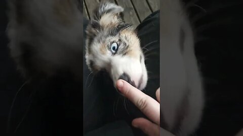 #aussie #excusememiss #boopthesnoot #revenge