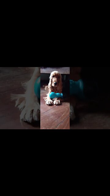 #dogshow, #amimals, #dogs, #shorts