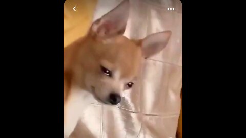 I Filmed My Dog Whenever He Cried Or Was Nasty For 24 Hours