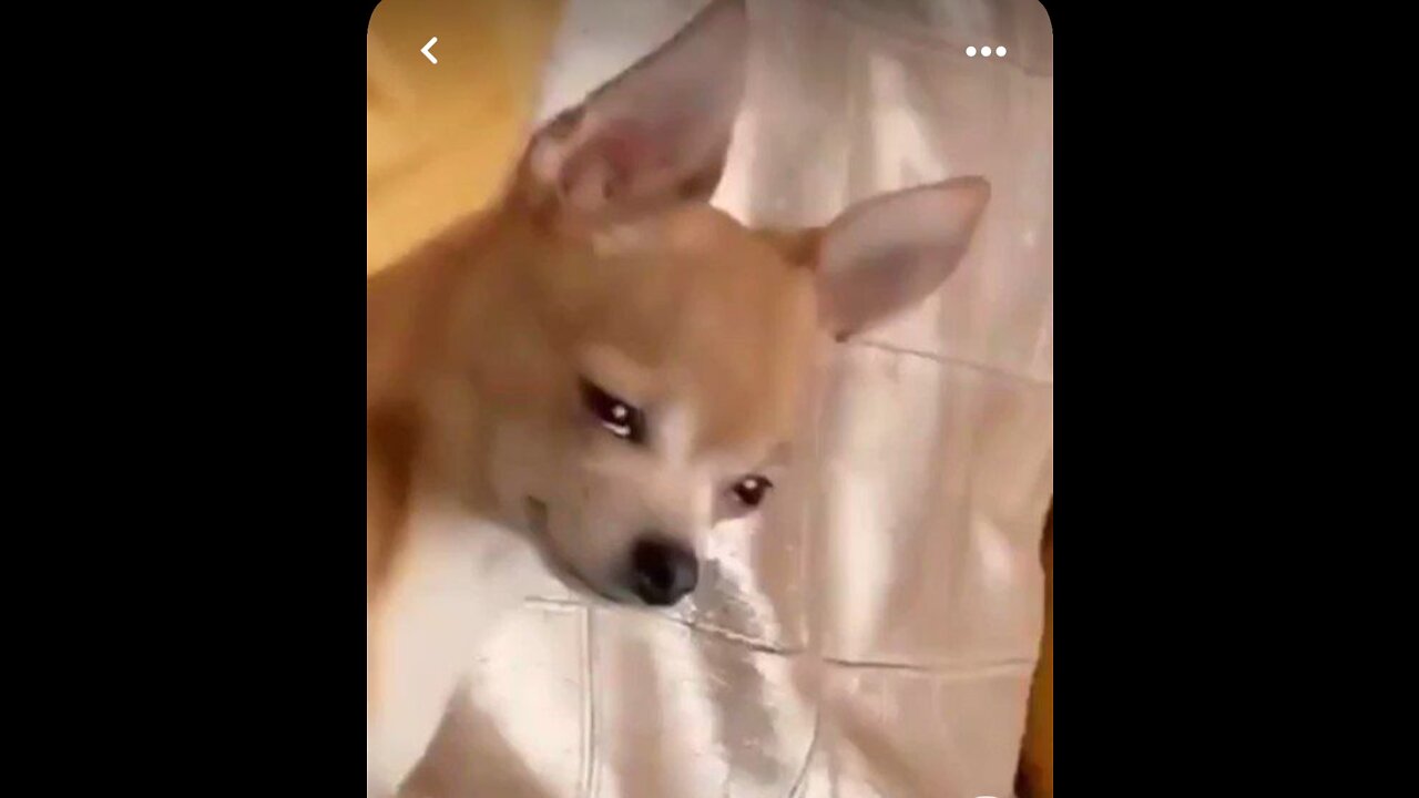 I Filmed My Dog Whenever He Cried Or Was Nasty For 24 Hours