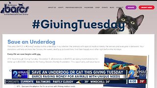 'Save an Underdog' at BARCS this Giving Tuesday