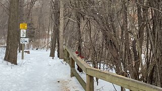 Cardinal males James Gardens Toronto