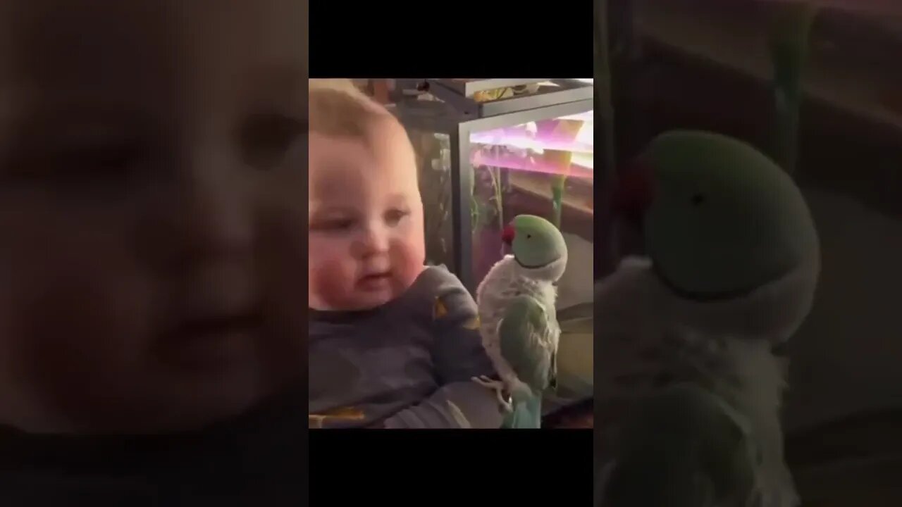 Momento único: Parrot (Cacatua) e bebê trocam beijos apaixonados e encantam a todos! ❤️❤️❤️