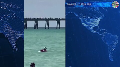 Shark surprises holiday swimmers at Florida beach