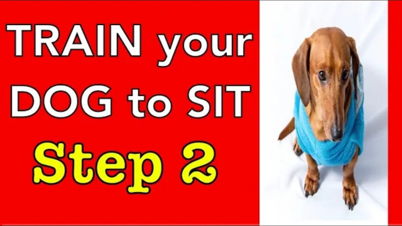 How to train your dog (step -2)