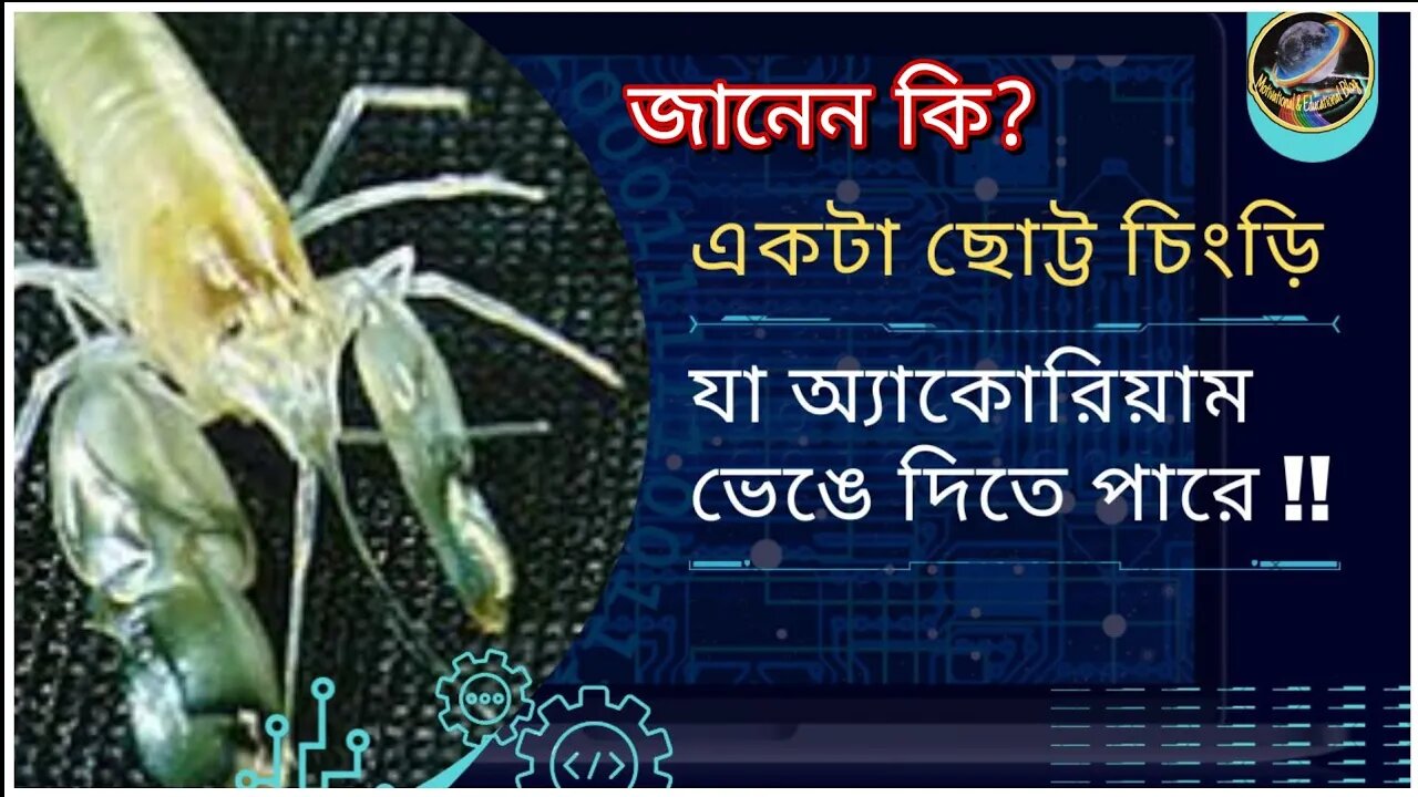 এই ছোট্ট চিংড়ির নাম পিস্তল চিংড়ি কেন জানেন? একটা অ্যাকোরিয়াম ফাটিয়ে দিতে এর দু'সেকেন্ড সময় লাগ
