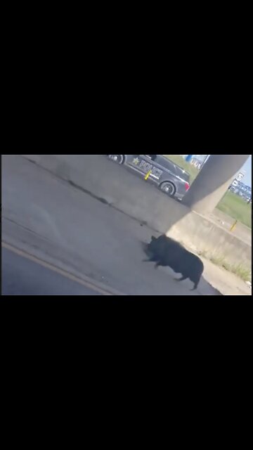 Police Officer Chases Runaway Pig