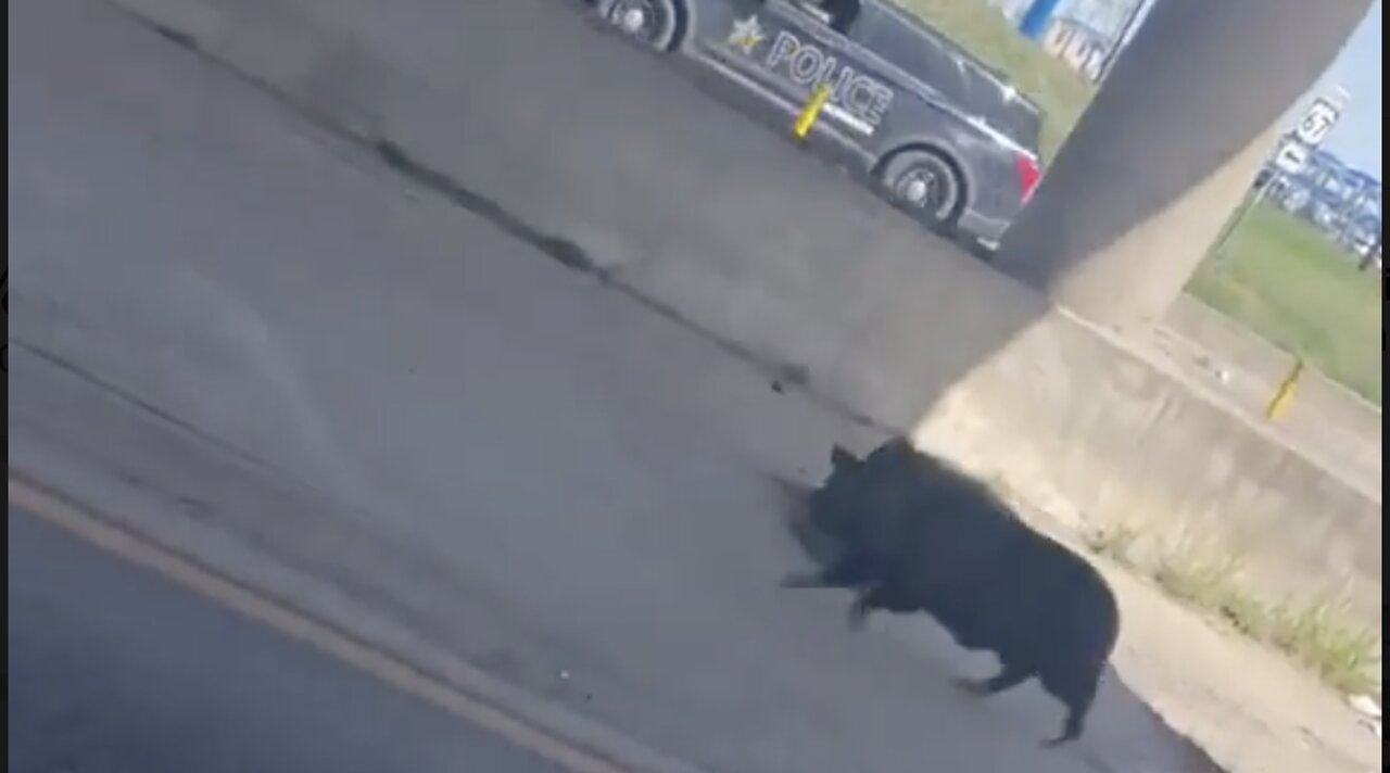 Police Officer Chases Runaway Pig